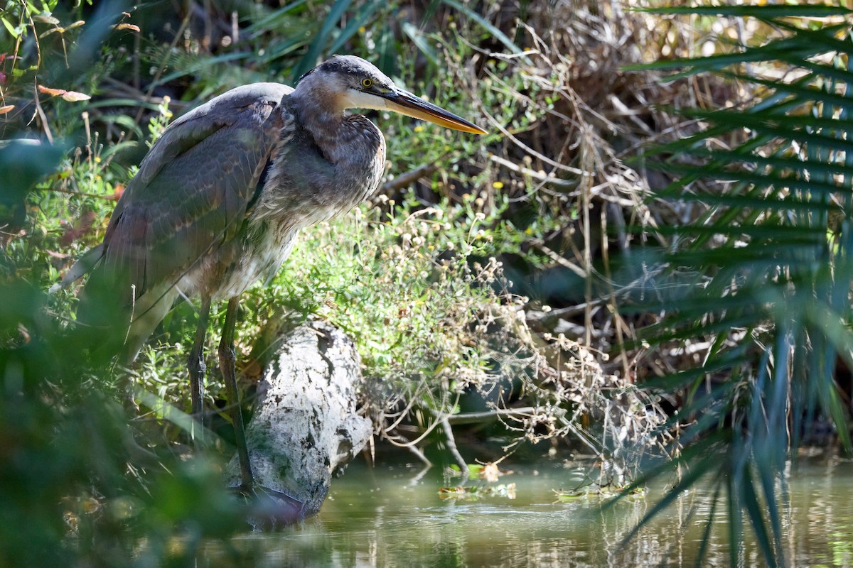 Great Blue Heron - ML644127910