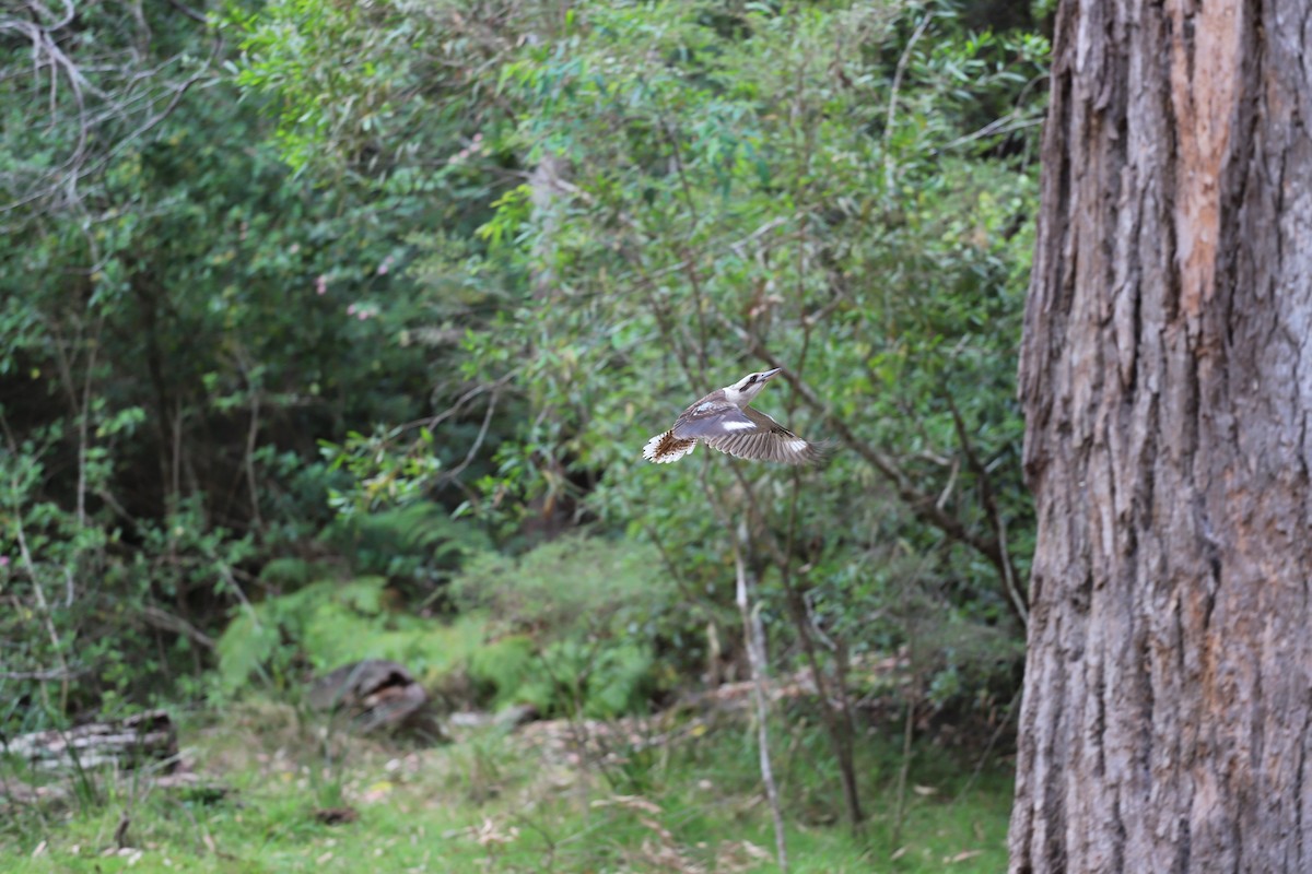 Laughing Kookaburra - ML644127919