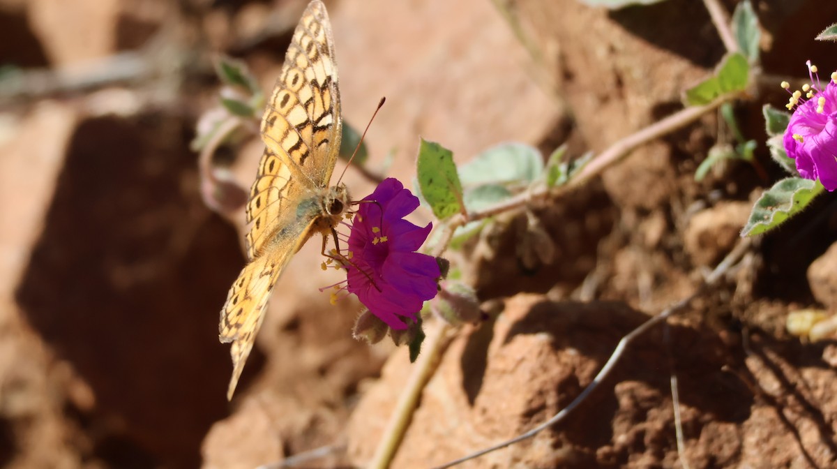 翮蛺蝶 - ML644127921