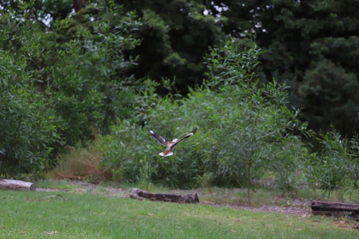 Laughing Kookaburra - ML644127925