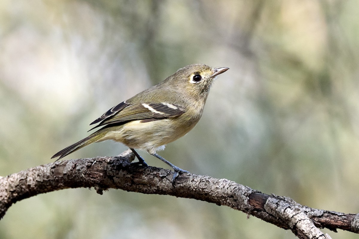 Hutton's Vireo - ML644127928