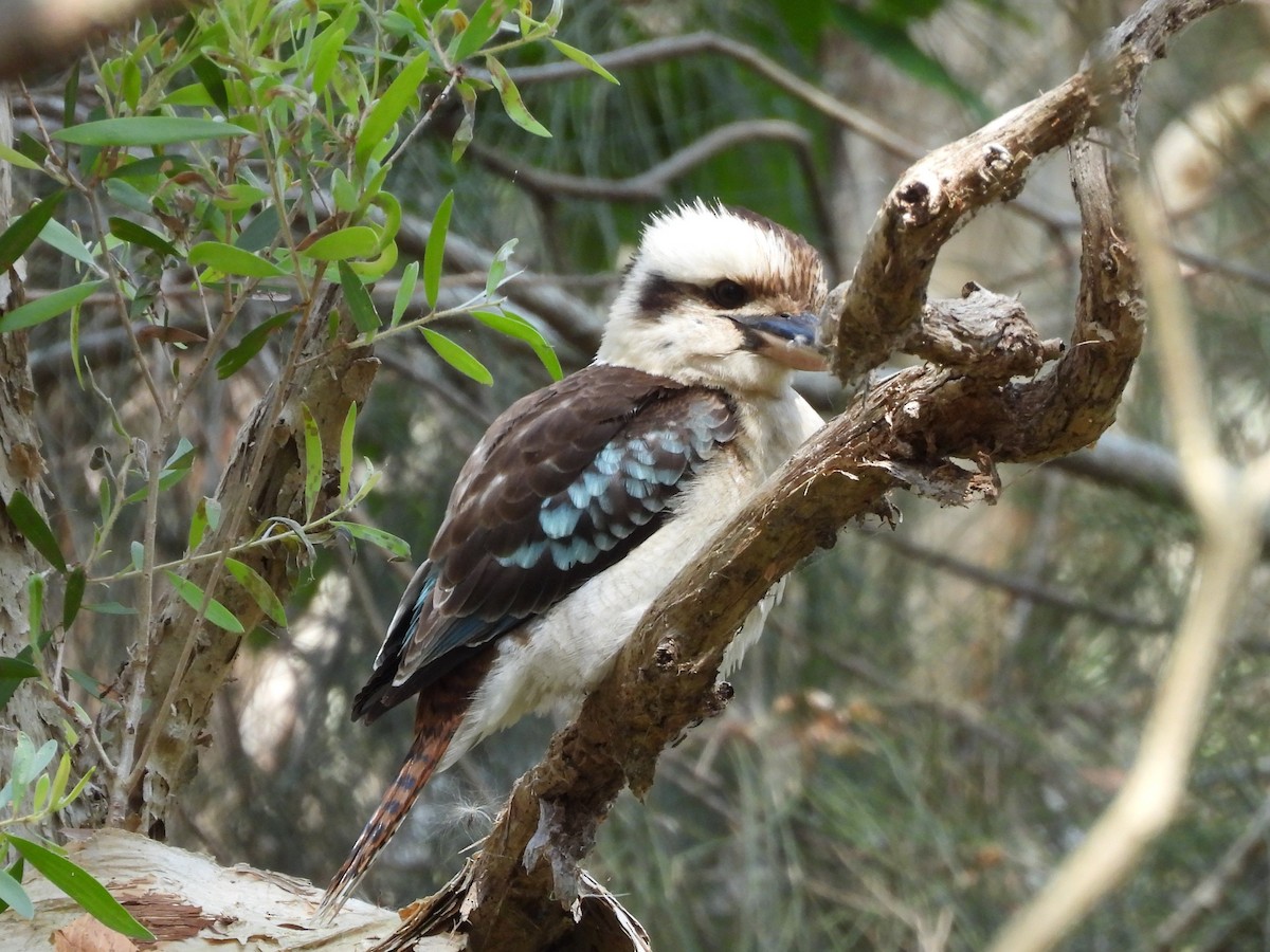 Laughing Kookaburra - ML644127929
