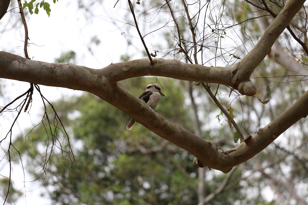 Laughing Kookaburra - ML644127936
