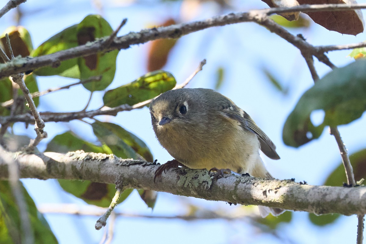 Ruby-crowned Kinglet - ML644127943