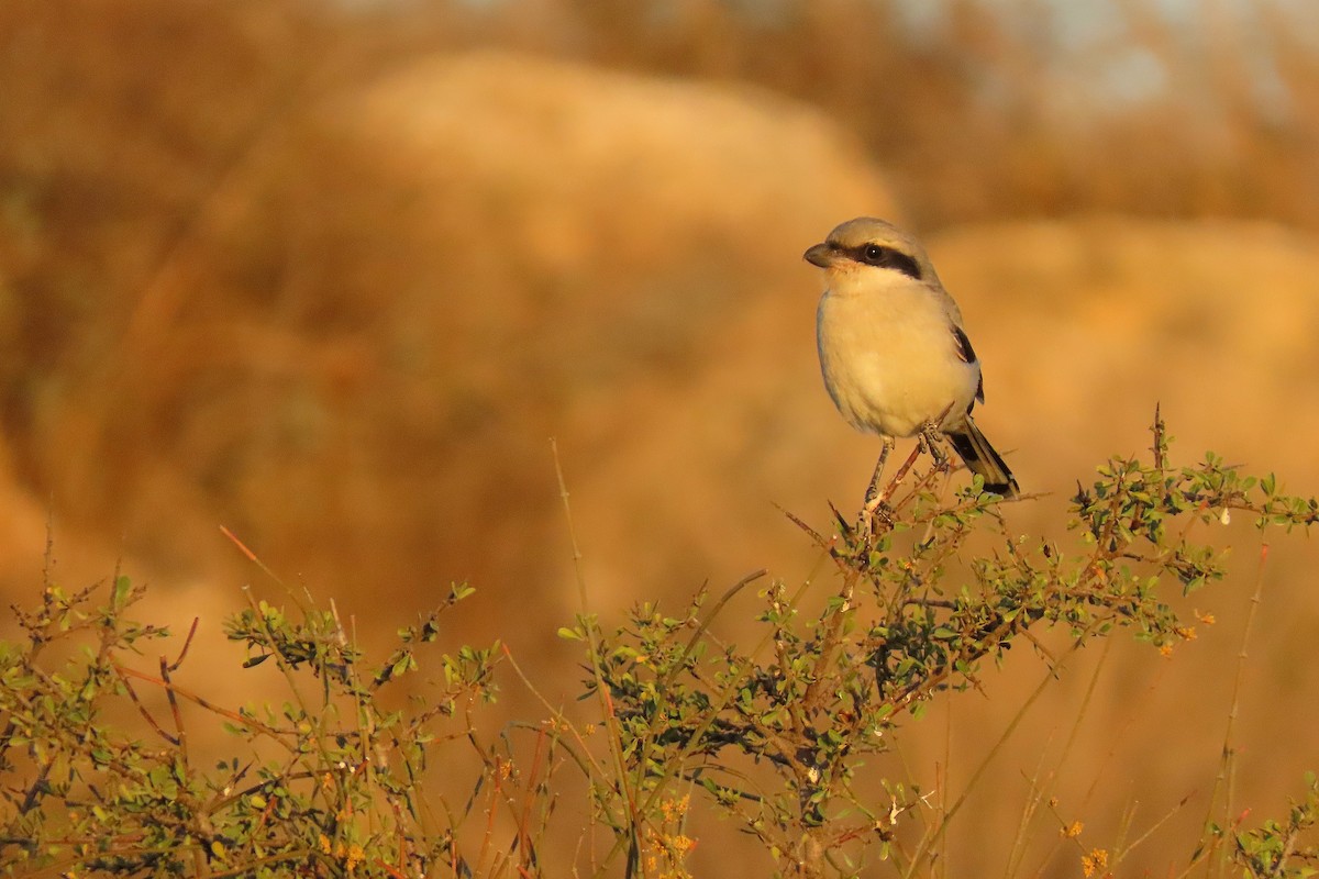 Great Gray Shrike - ML644127944