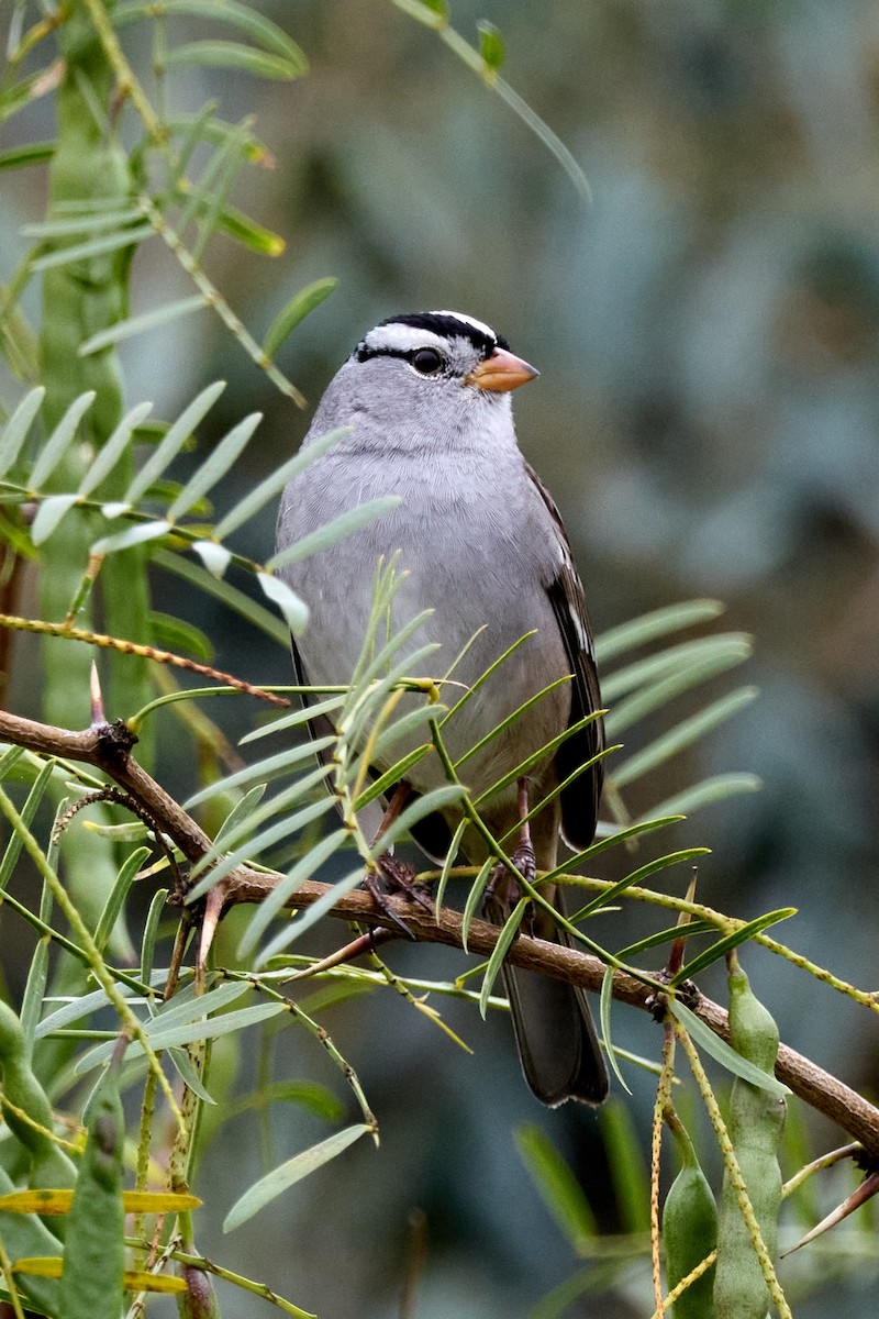 White-crowned Sparrow - ML644127959
