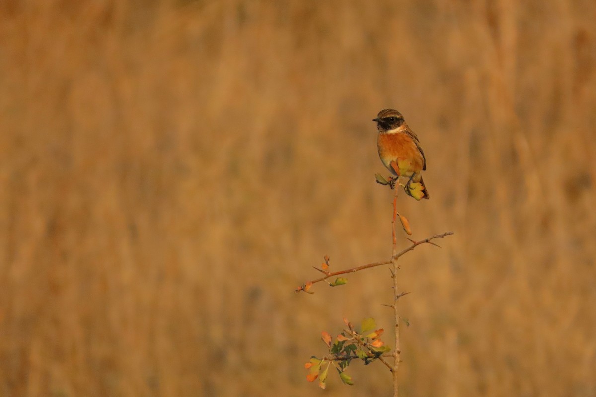 European Stonechat - ML644127960