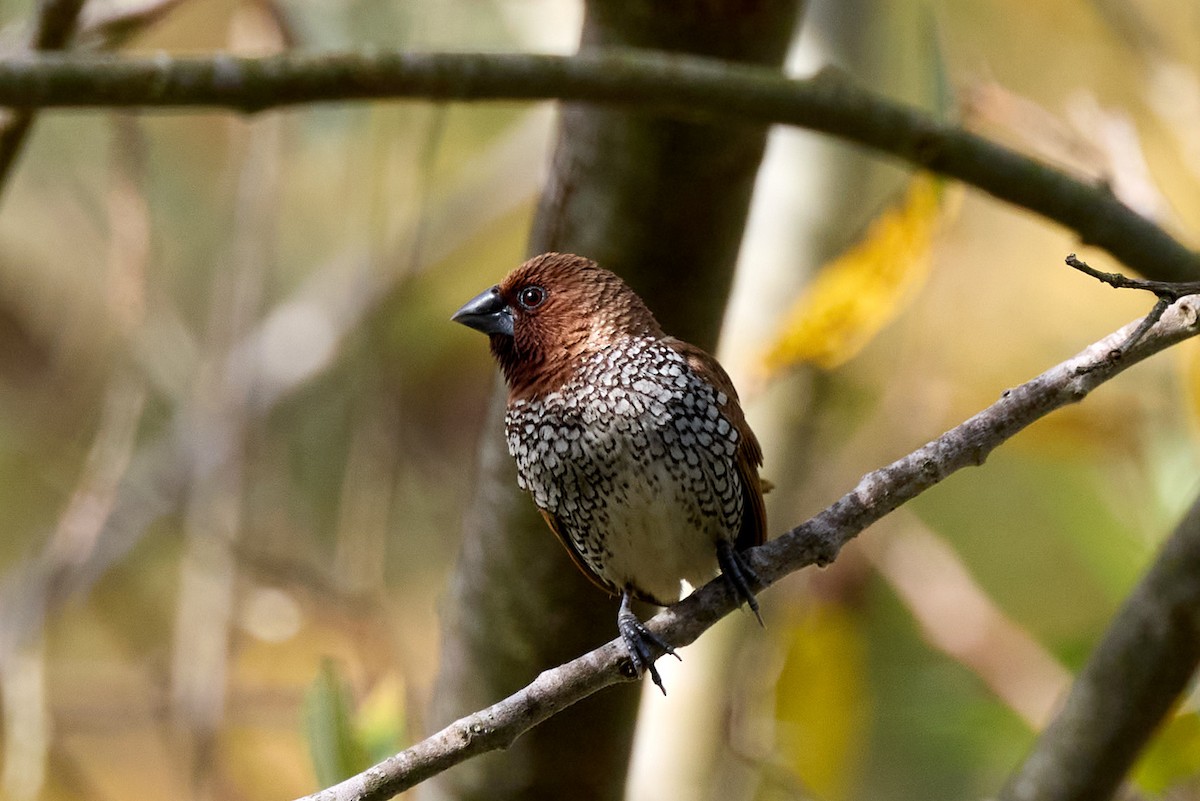 Scaly-breasted Munia - ML644127964