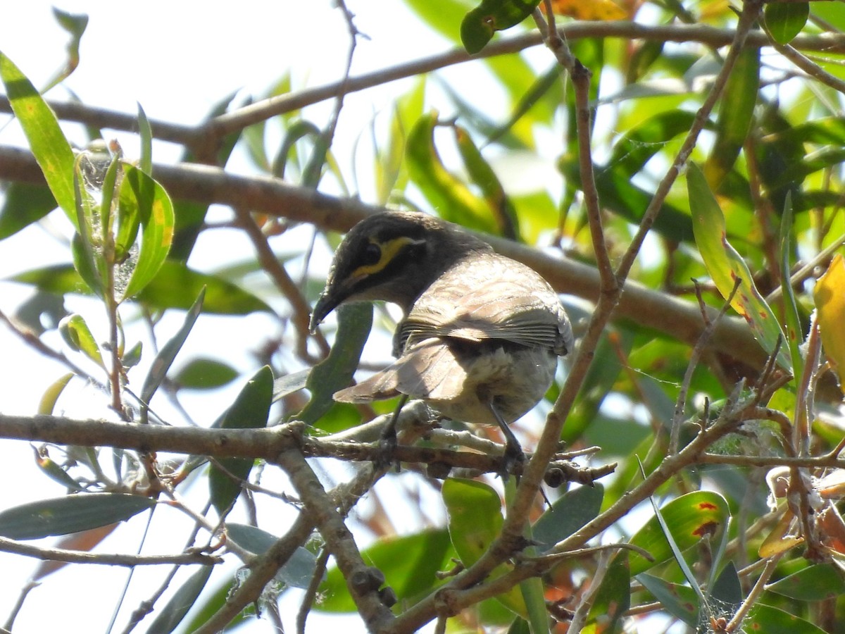Yellow-faced Honeyeater - ML644127973