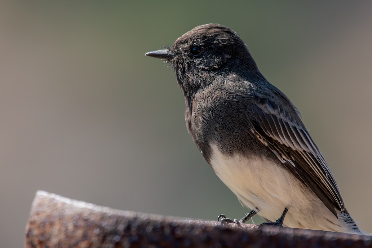 Black Phoebe - ML644127979
