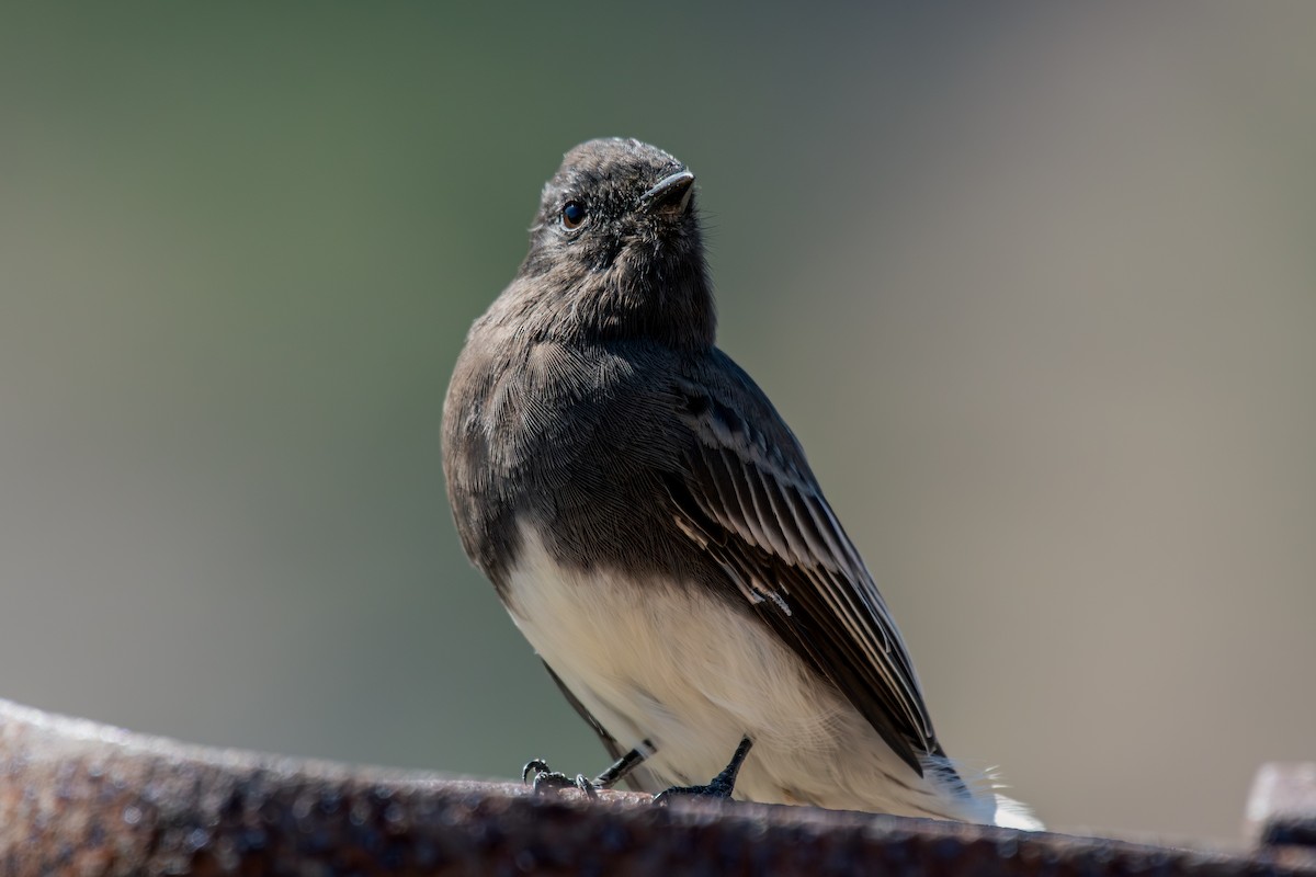 Black Phoebe - ML644127980