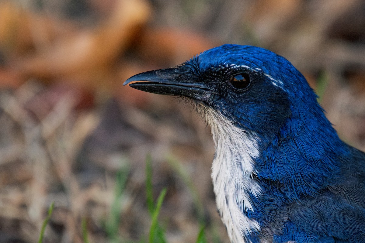 Chara de Santa Cruz - ML644127986