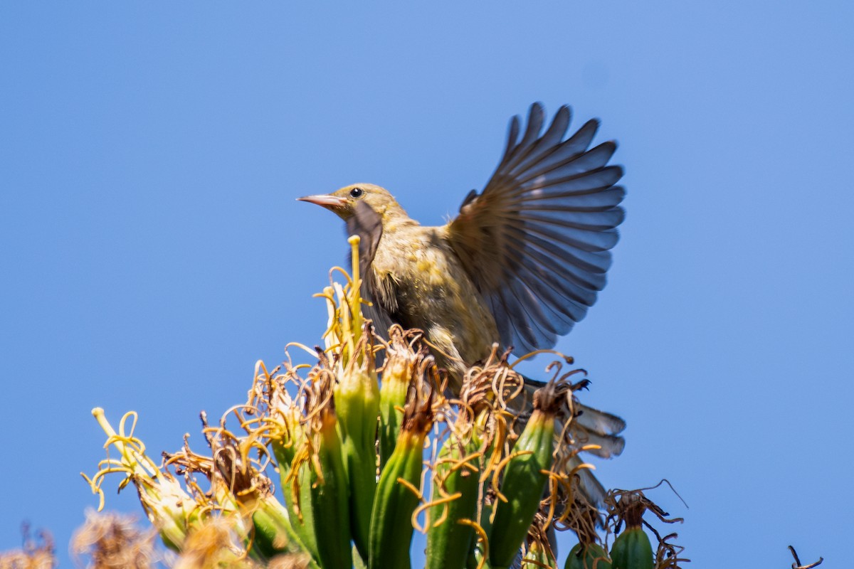 Hooded Oriole - ML644127999