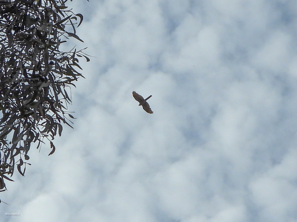 Épervier à collier roux - ML644128002