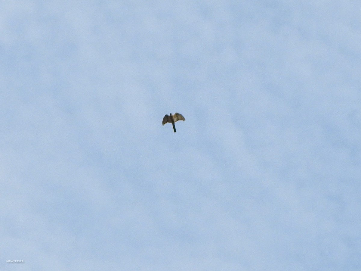 Épervier à collier roux - ML644128003