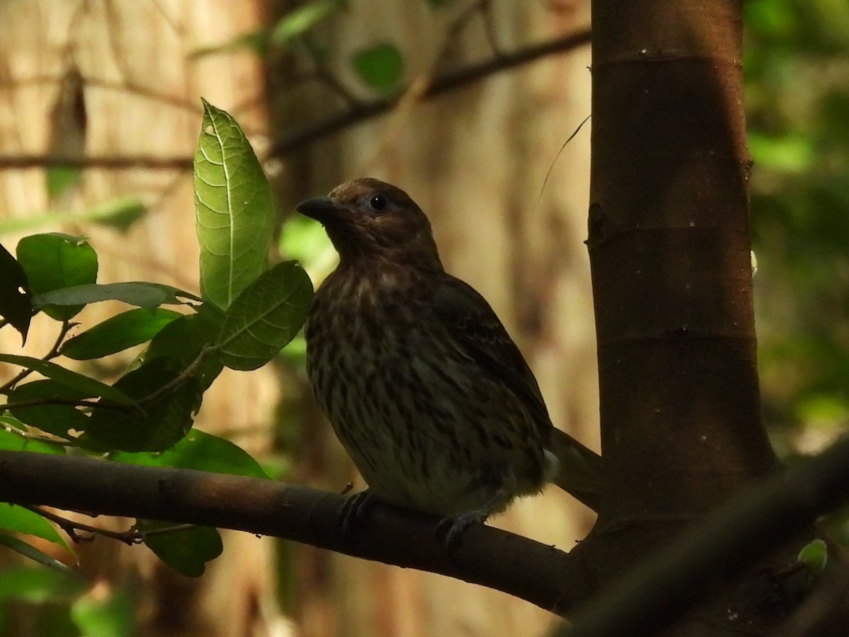 Australasian Figbird - ML644128004