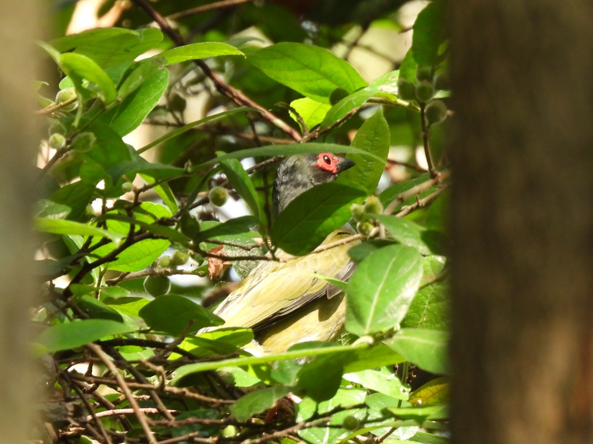 Australasian Figbird - ML644128005