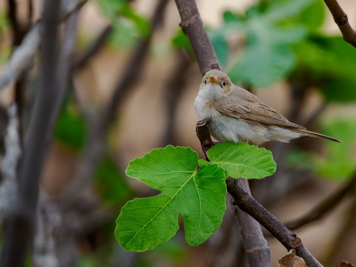 Western Olivaceous Warbler - ML644128009