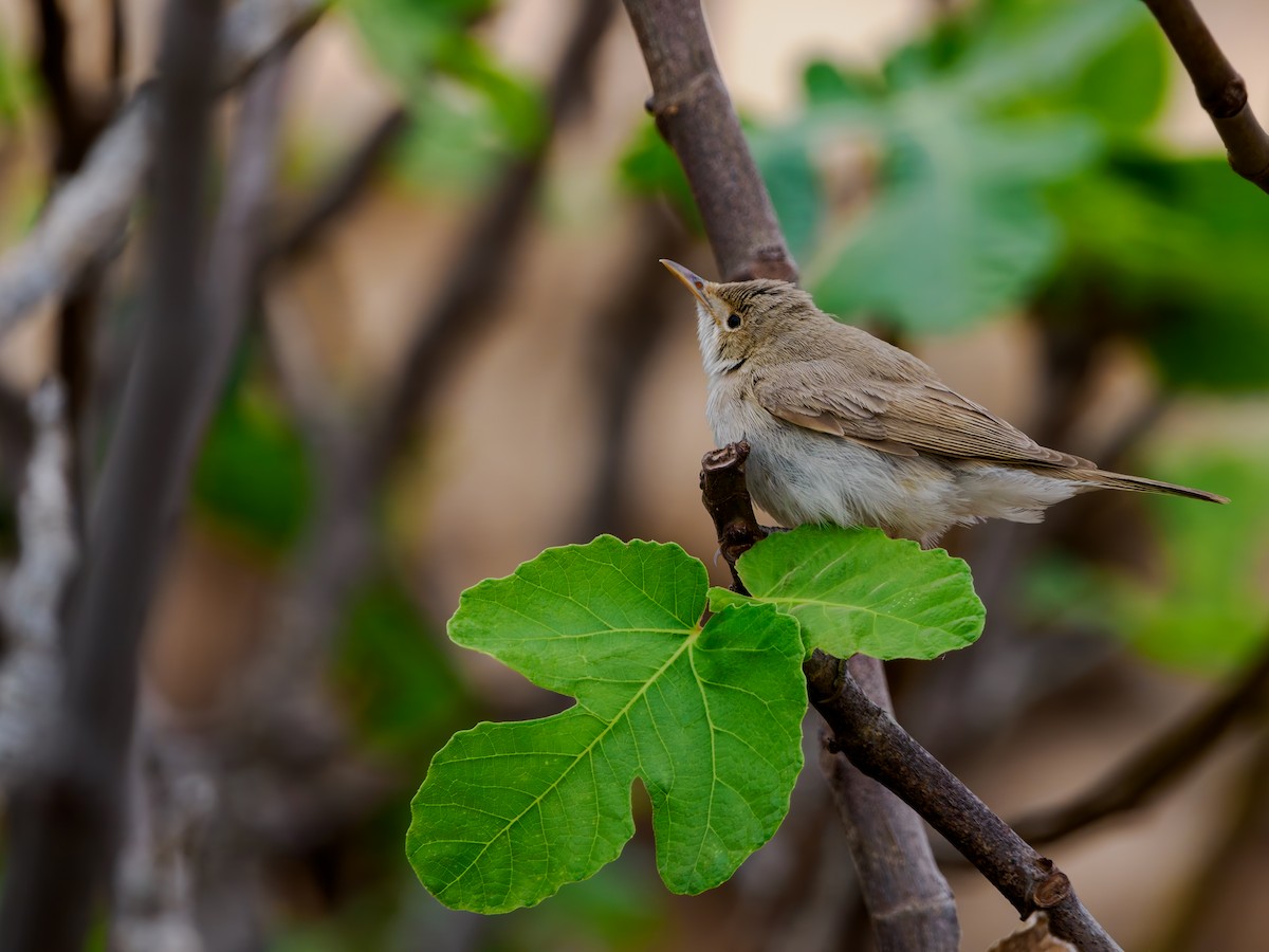Western Olivaceous Warbler - ML644128010