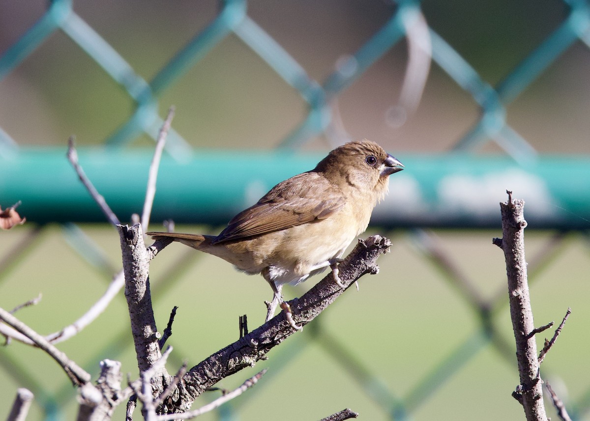 Scaly-breasted Munia - ML644128014