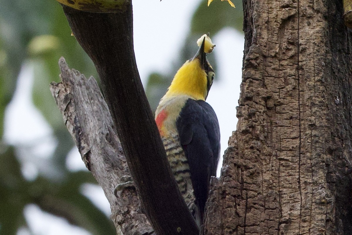 Carpintero Arcoiris - ML644128015