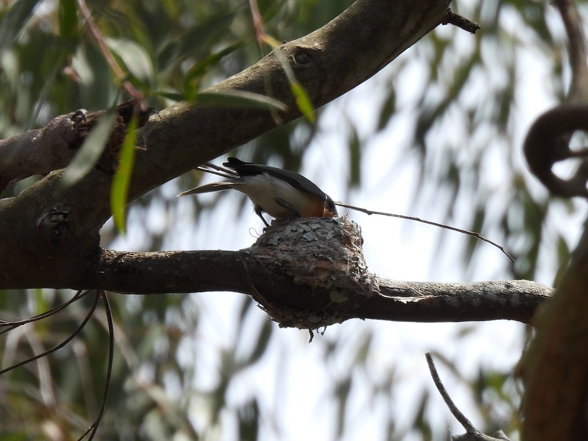 Leaden Flycatcher - ML644128016