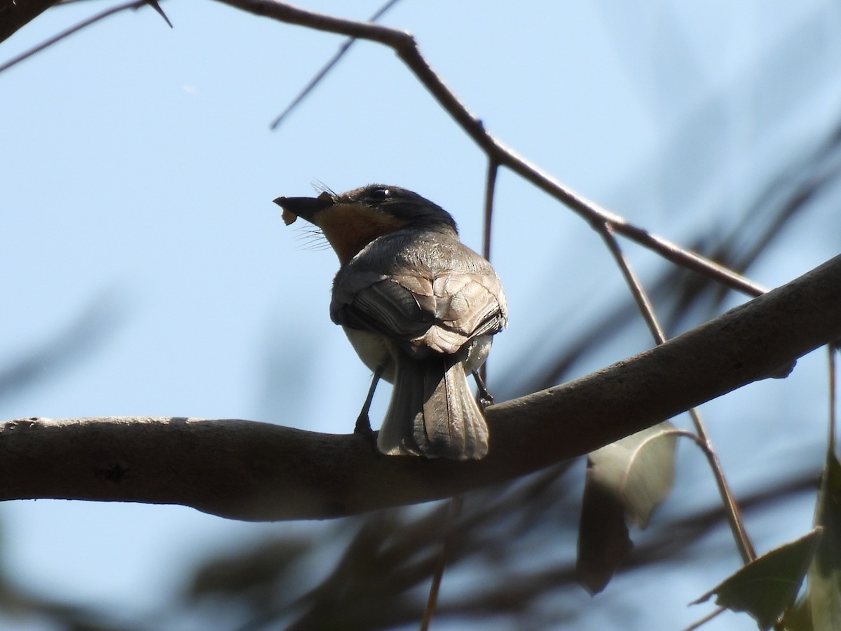 Leaden Flycatcher - ML644128017