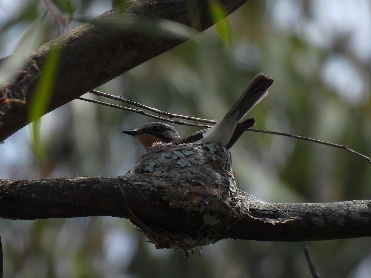 Leaden Flycatcher - ML644128018