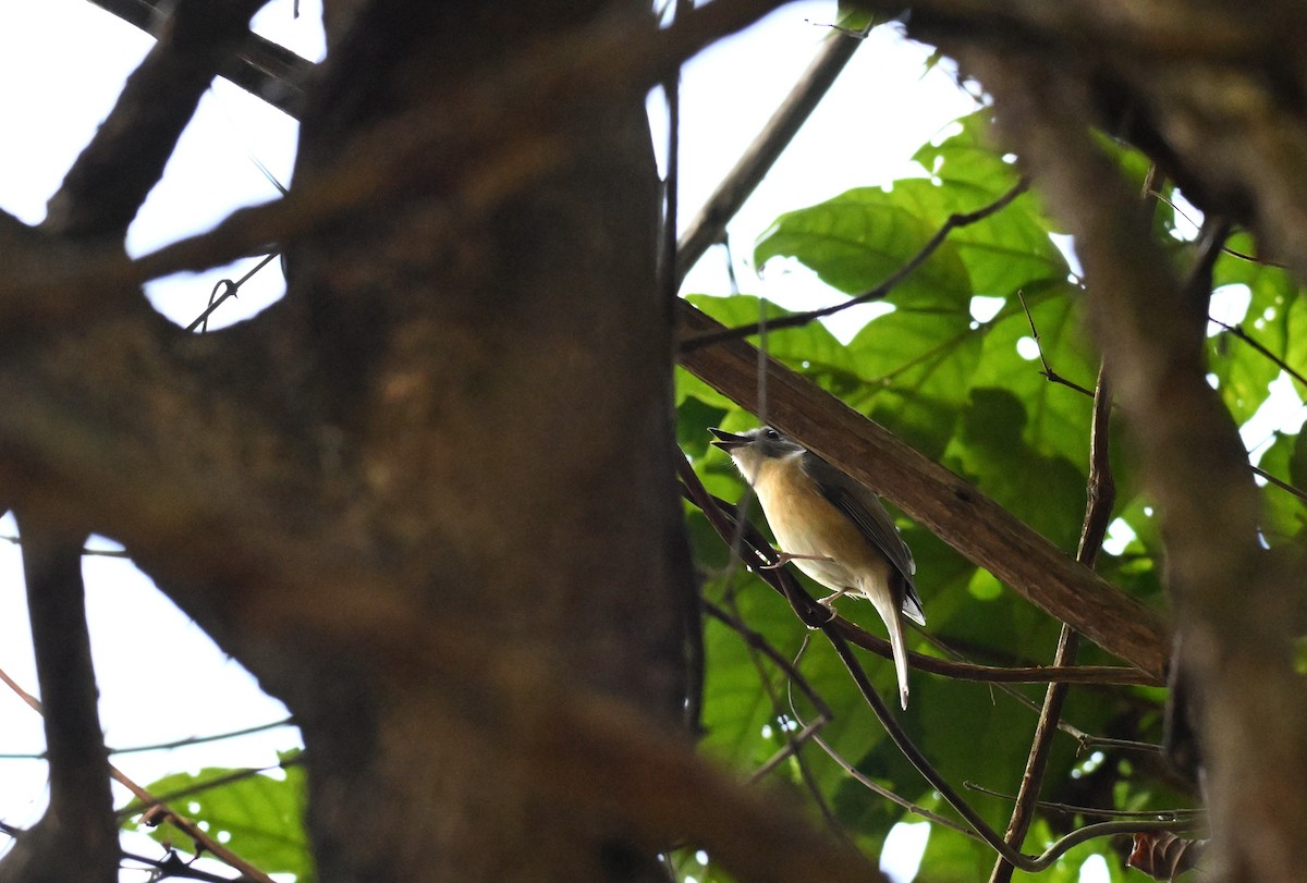 Pale-chinned Flycatcher - ML644128021