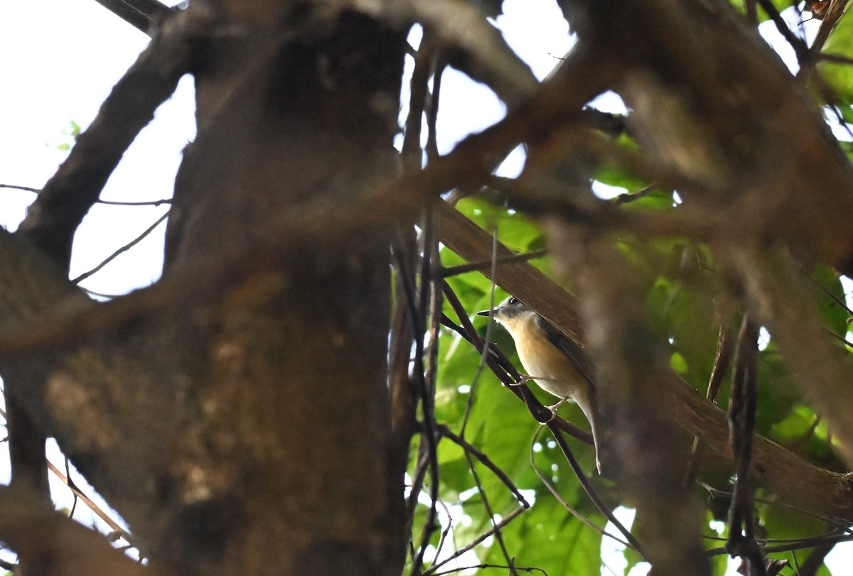 Pale-chinned Flycatcher - ML644128022