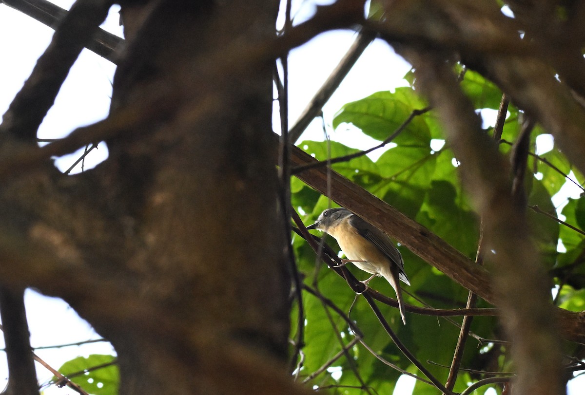 Pale-chinned Flycatcher - ML644128023