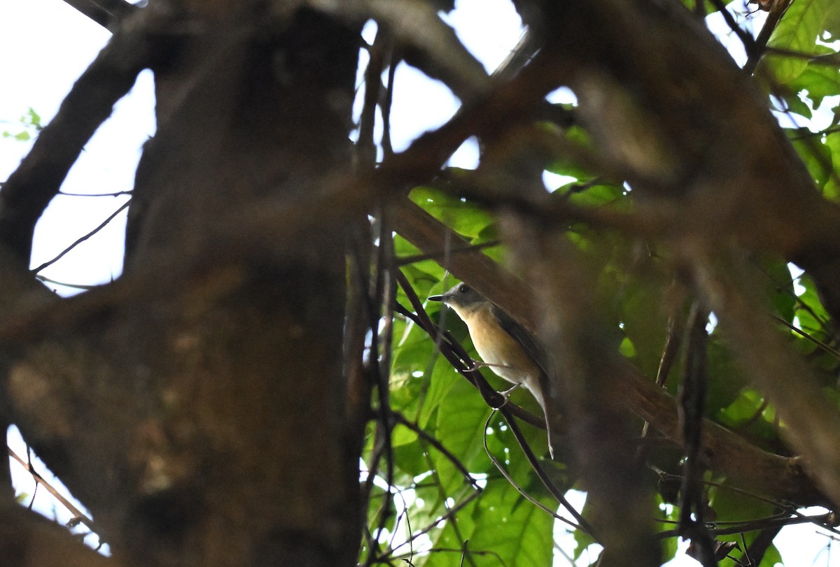 Pale-chinned Flycatcher - ML644128024