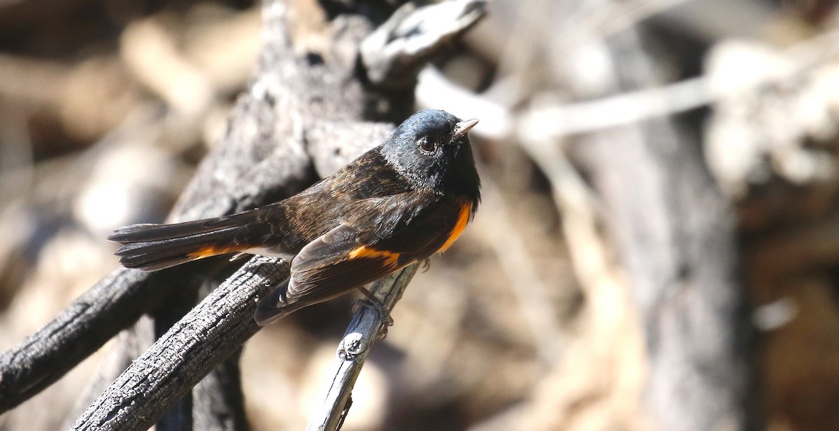 American Redstart - ML644128025