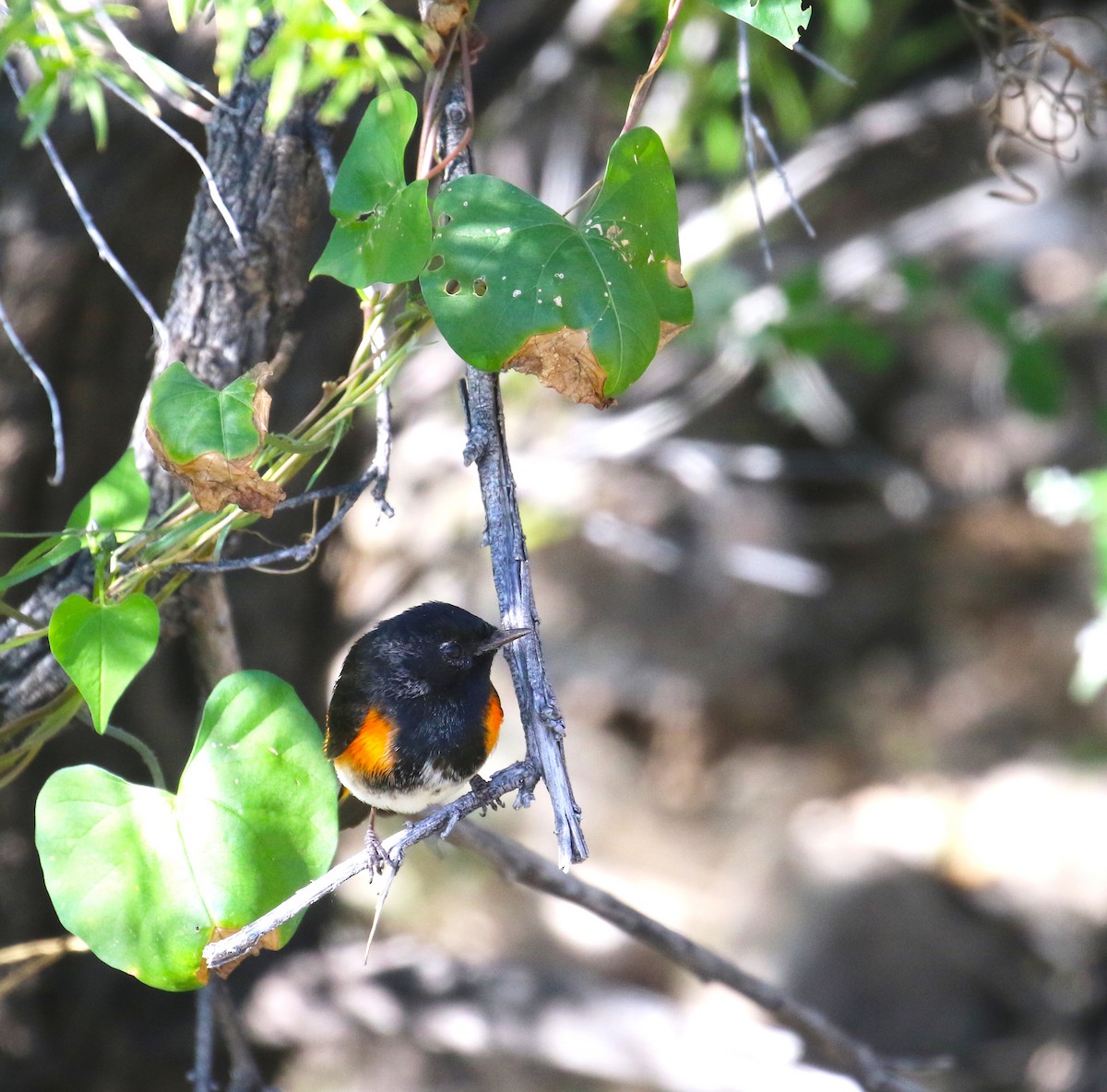 American Redstart - ML644128026