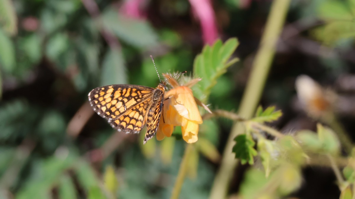Arizona Checkerspot - ML644128027