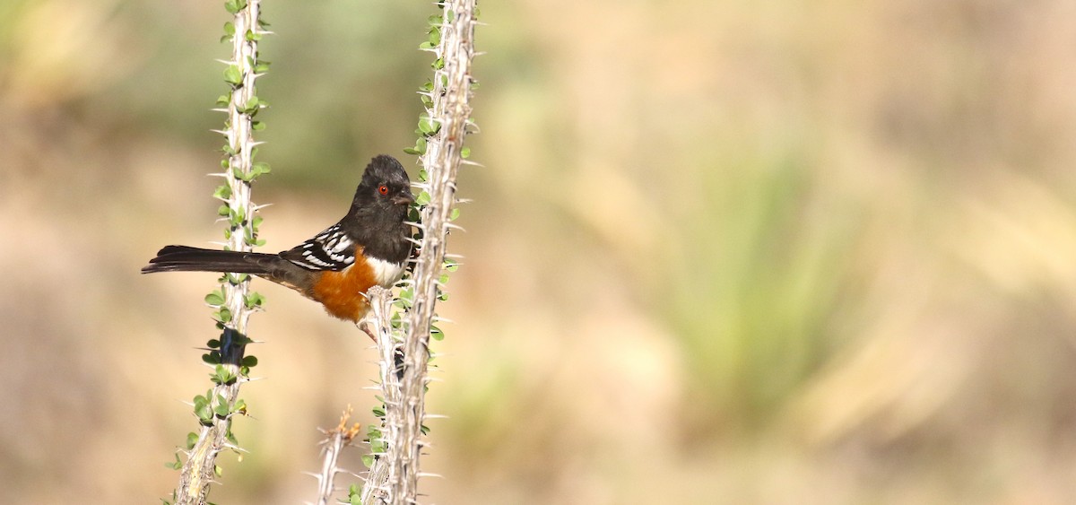 Spotted Towhee - ML644128031