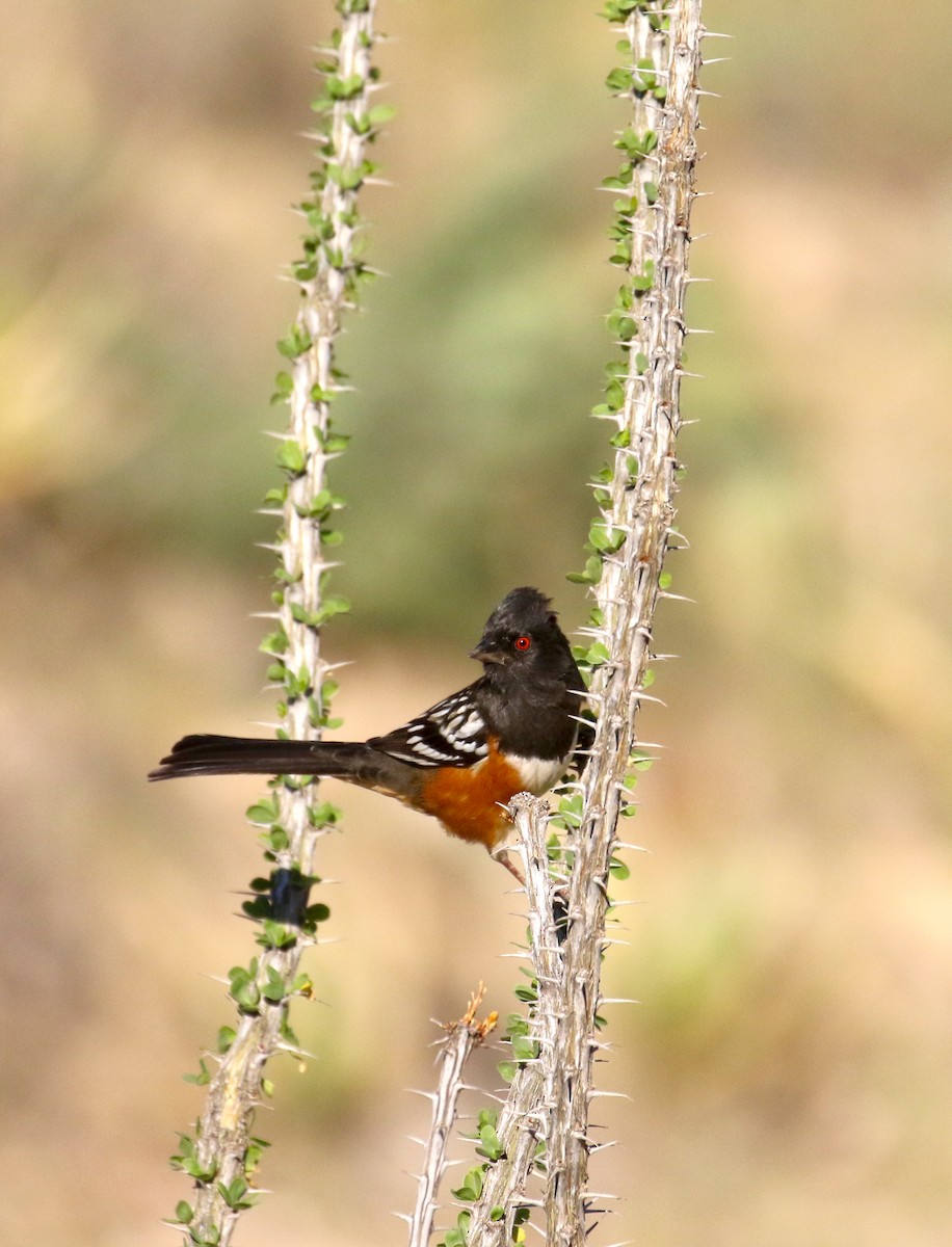 Spotted Towhee - ML644128032