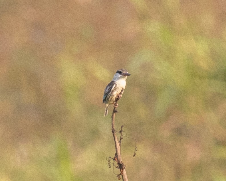 Striped Kingfisher - ML644128043