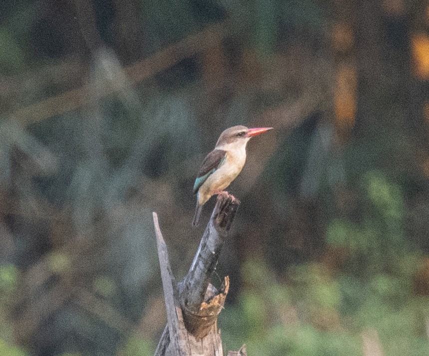 Martin-chasseur à tête brune - ML644128049