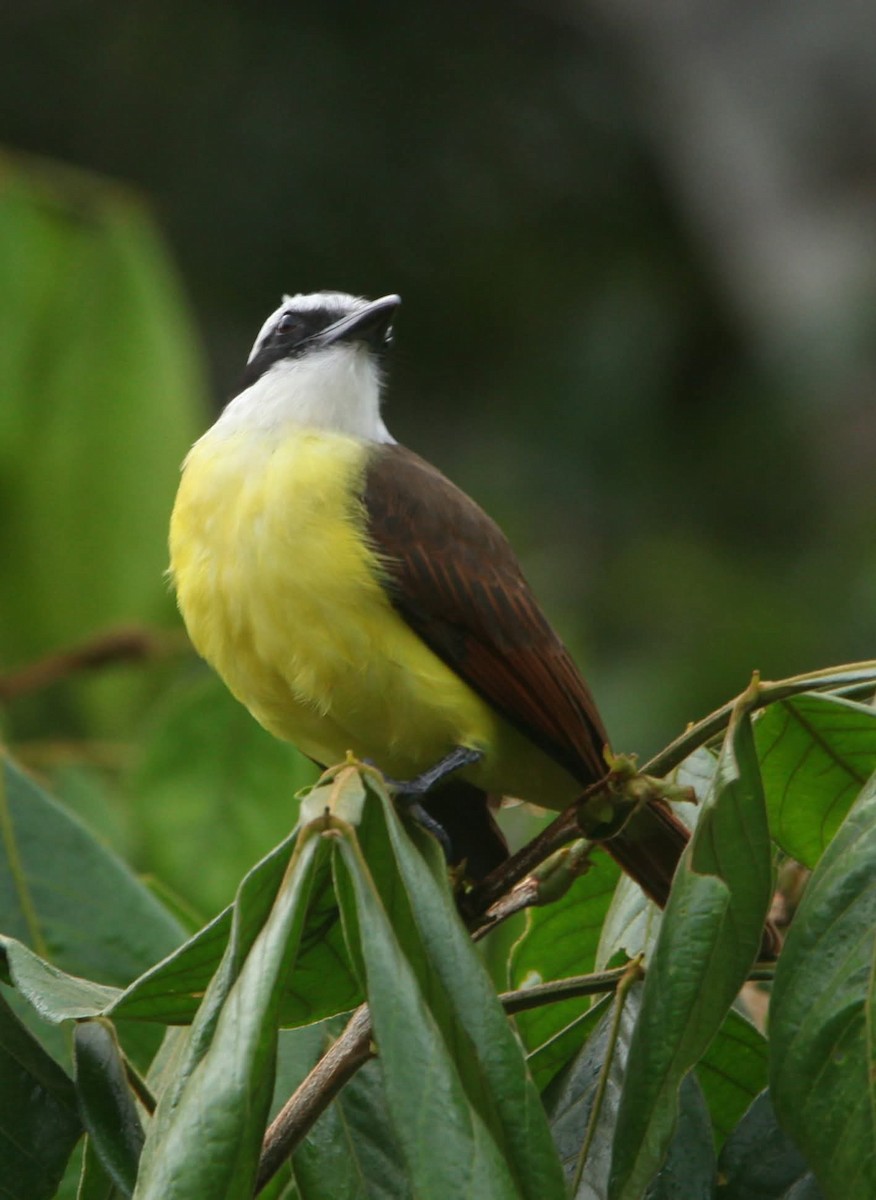 Great Kiskadee - ML644128051