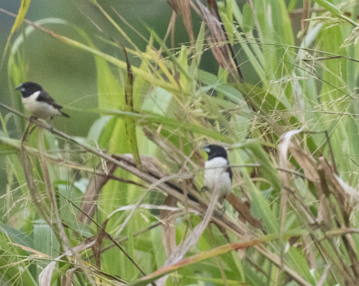 Capucin pie - ML644128054