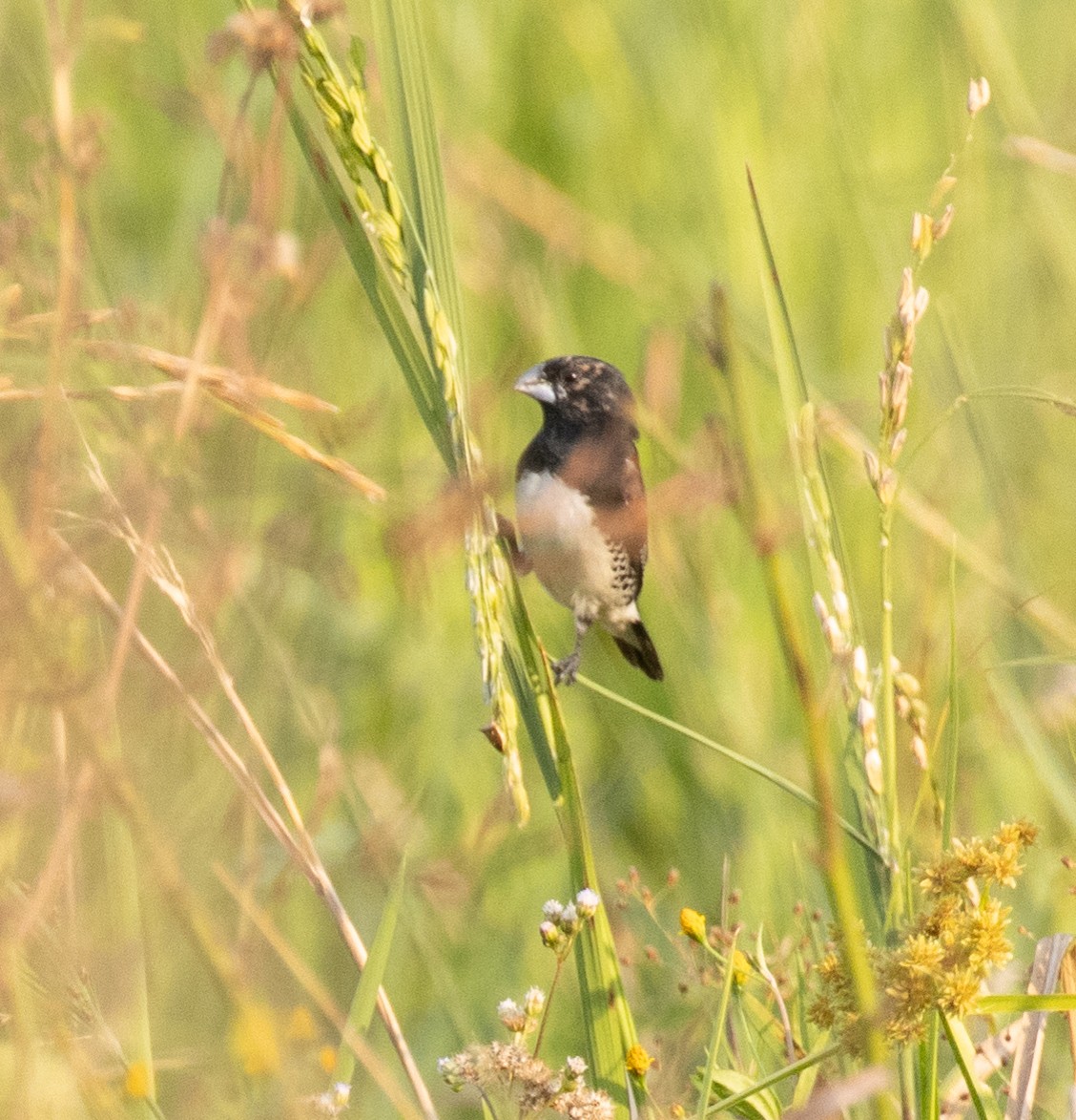 クロシチホウ - ML644128056