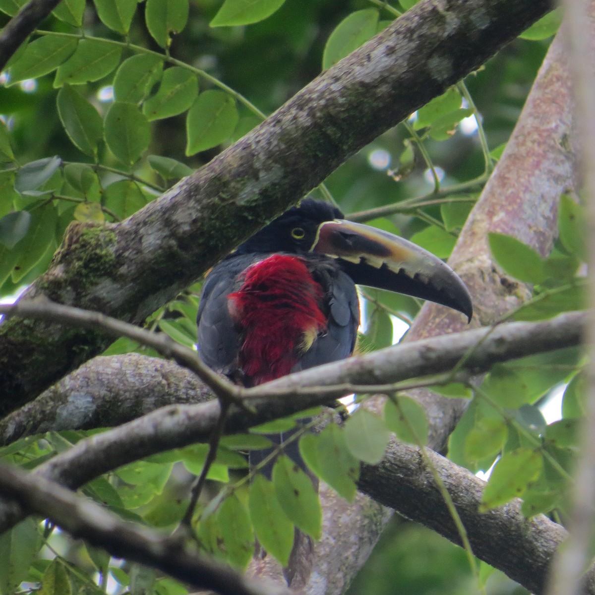 Collared Aracari - ML644128058