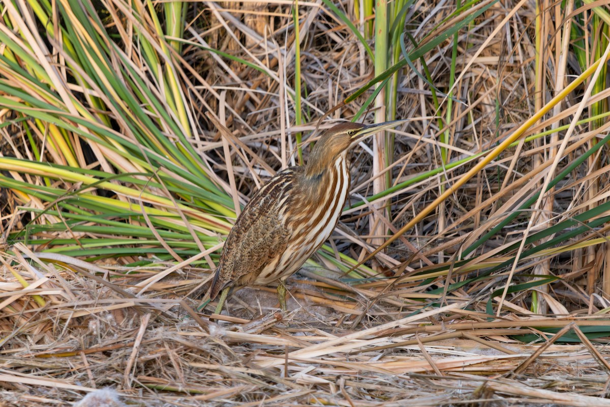 American Bittern - ML644128063