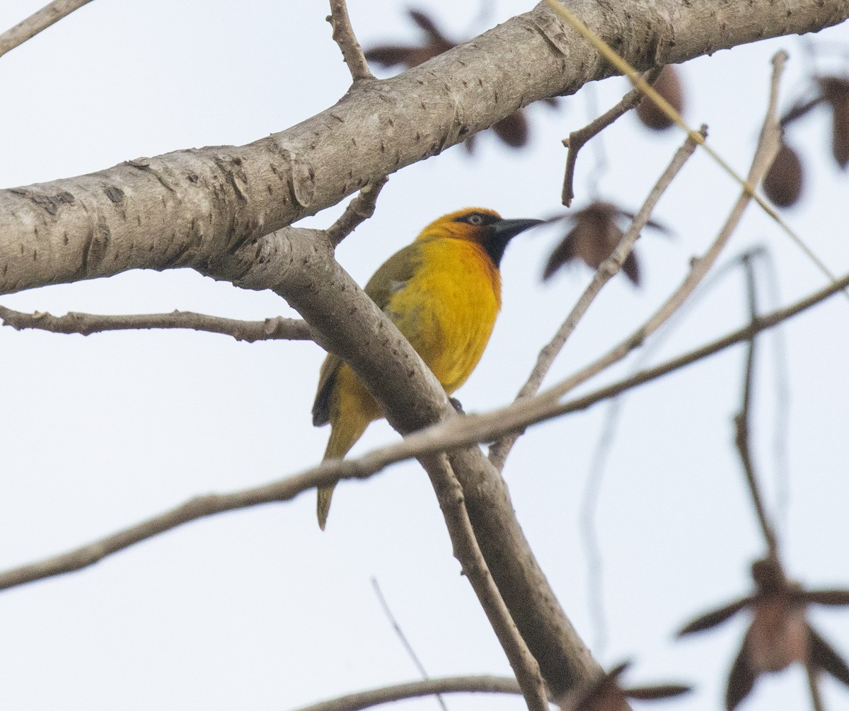 Spectacled Weaver - ML644128070