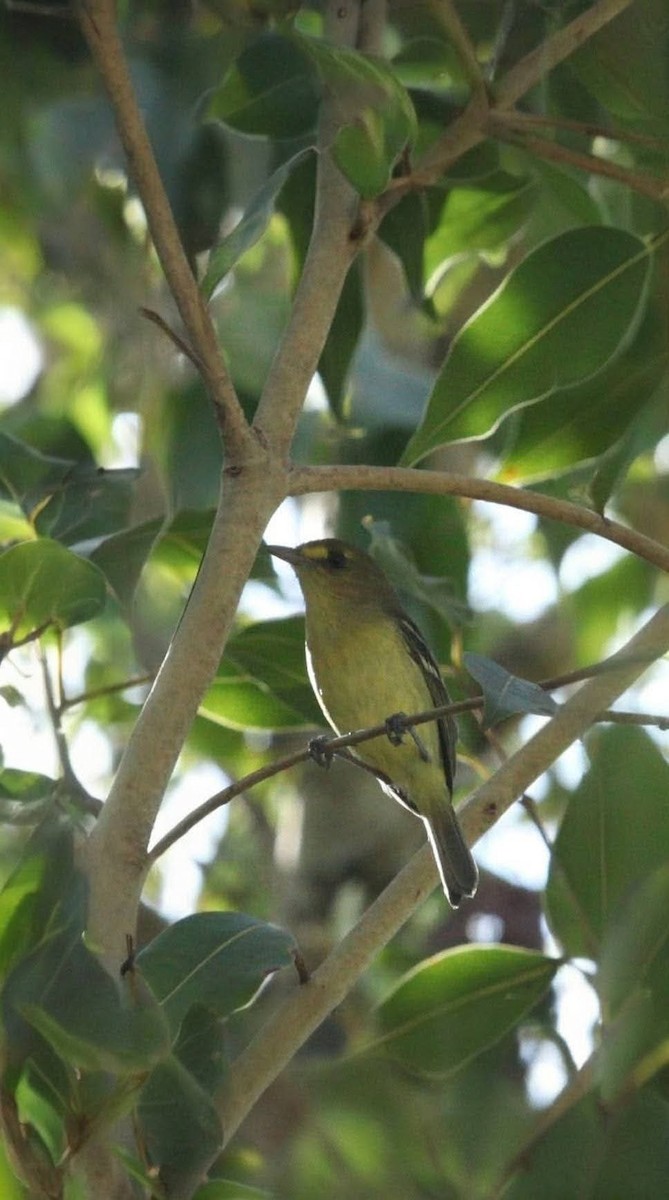 Mangrove Vireo - ML644128071