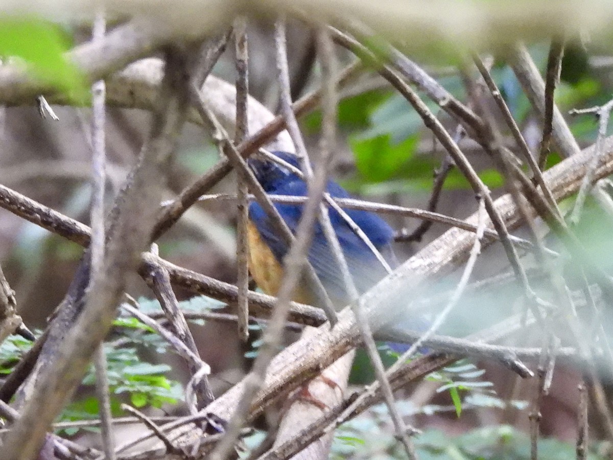 Indian Blue Robin - ML644128073