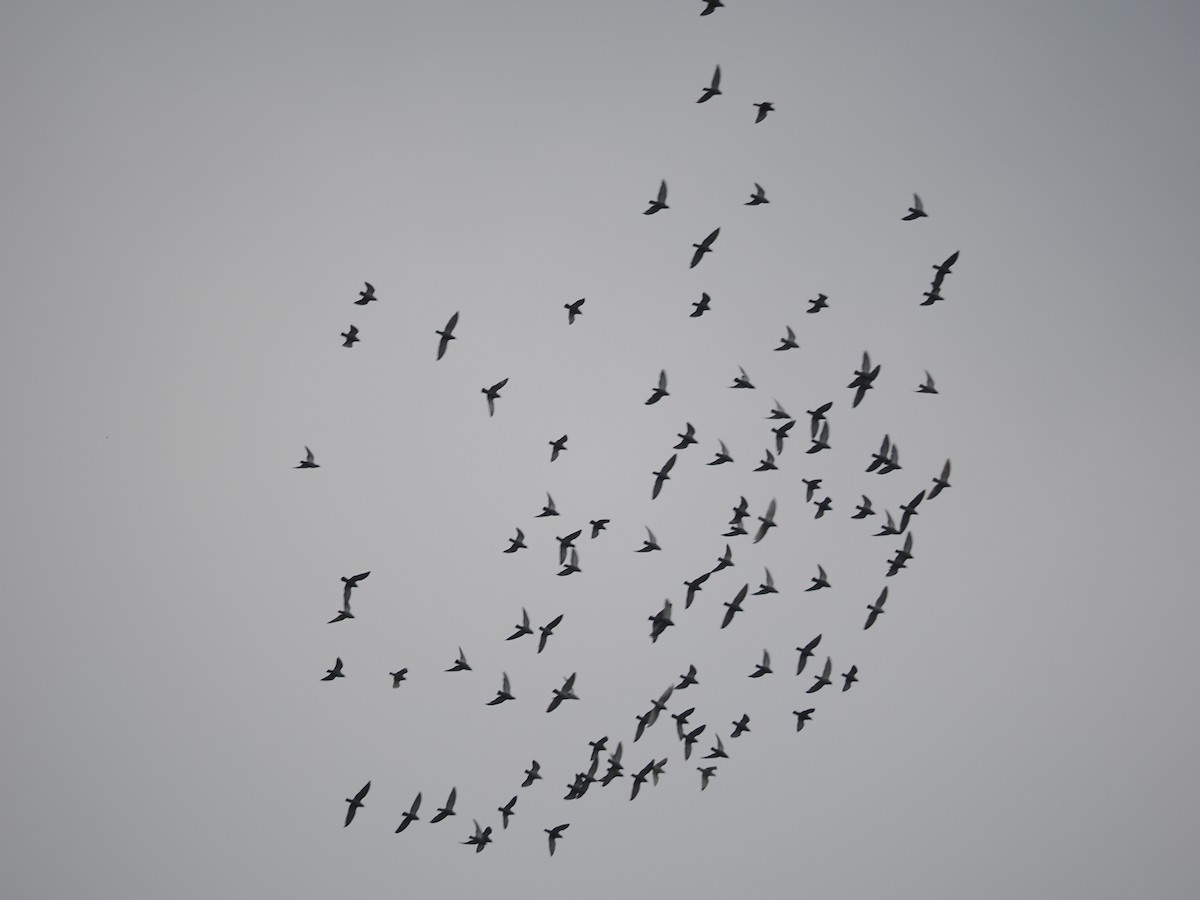 Hill Pigeon - ML644128085