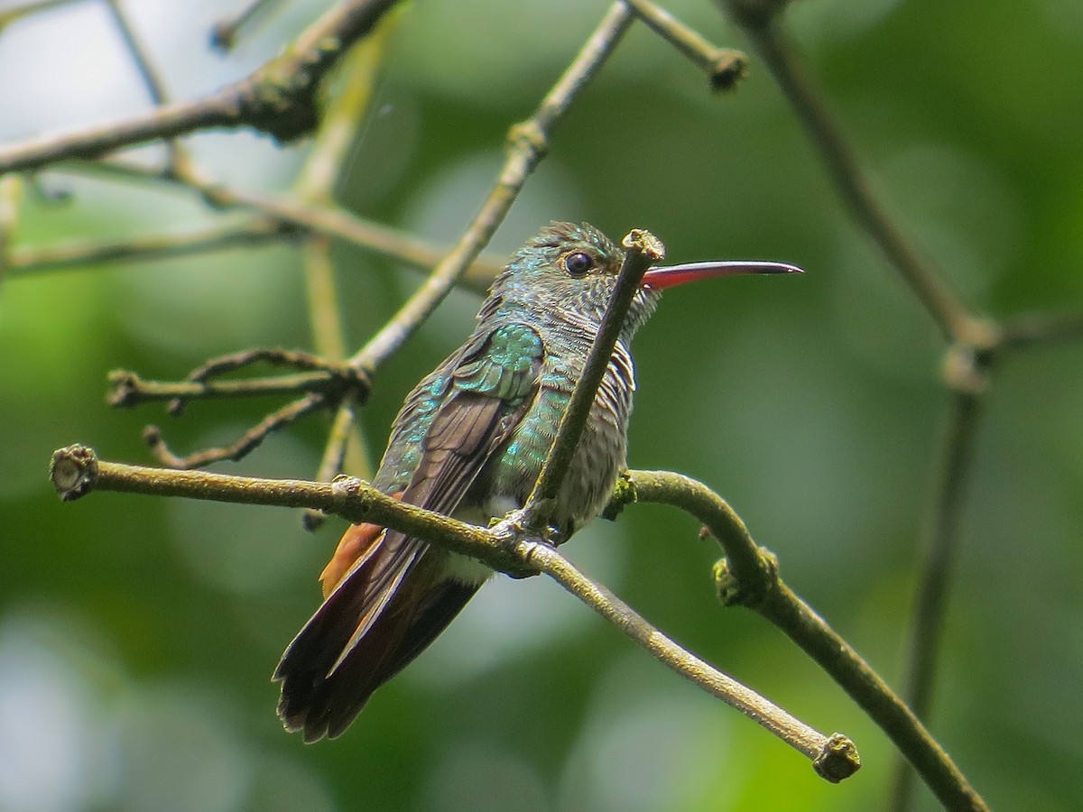 Rufous-tailed Hummingbird - ML644128095