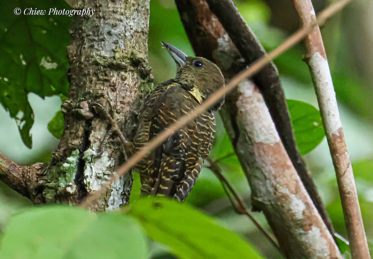 Buff-necked Woodpecker - ML644128114